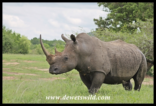 White Rhino (13)