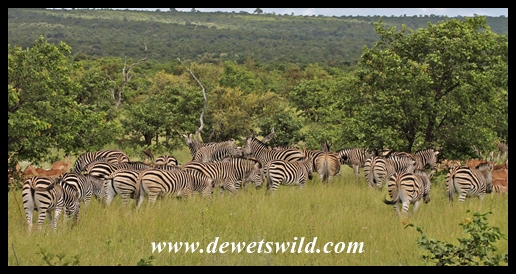 A dazzle of zebra on the plains south of Pafuri