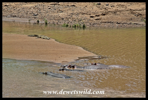 Crocodile and hippo sharing the Shingwedzi