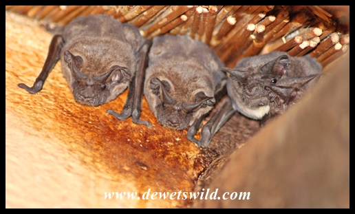 Bats roosting beneath the thatch at Mooiplaas' ablutions