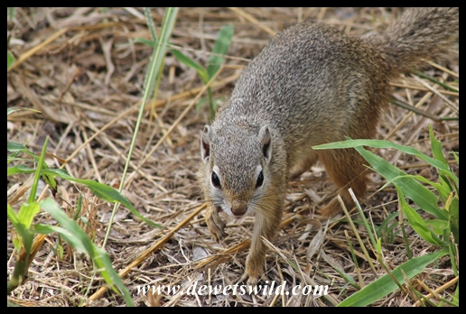 Doubt it was this squirrel that growled so ferociously at us at Mooiplaas!