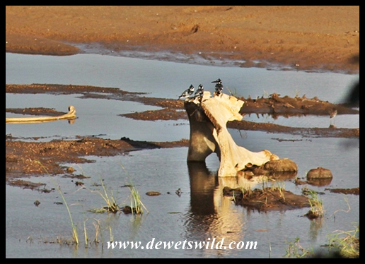 Trio of pied kingfishers sharing an elephant bone