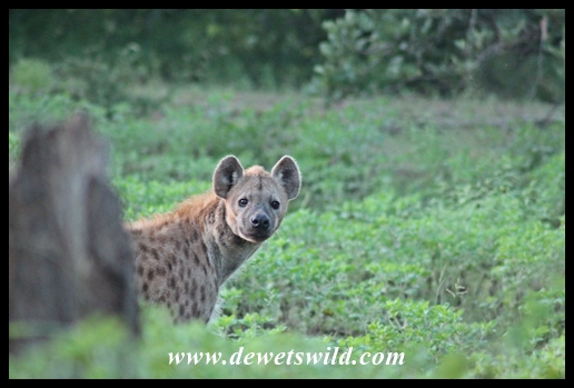 Spotted hyena