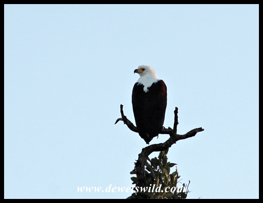 Fish eagle