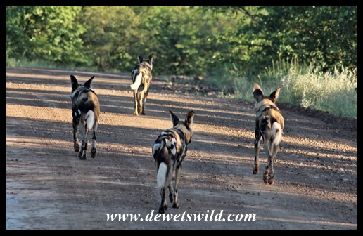 Wild dogs