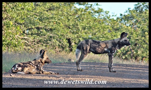 Wild dogs