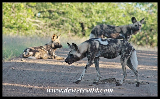 Wild dogs