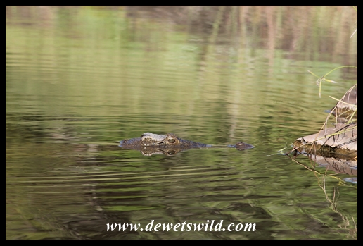 Bold, begging crocodile and terrapins near Olifants