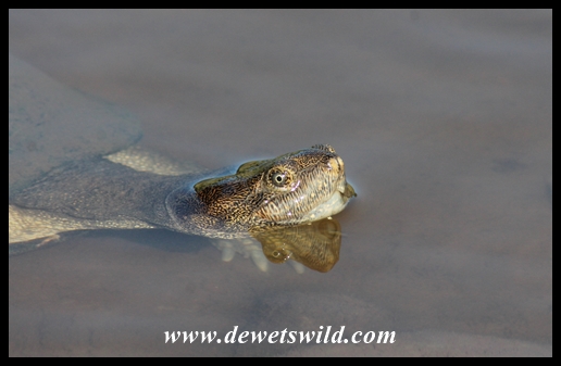 Bold, begging crocodile and terrapins near Olifants