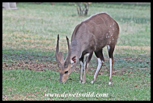 Bushbuck ram in Letaba