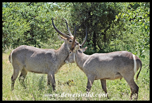 Waterbuck bulls sparring