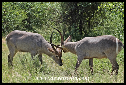 Waterbuck bulls sparring