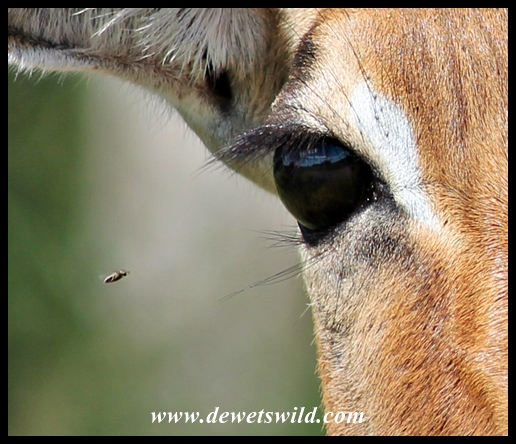 Impala being targeted by a biting fly