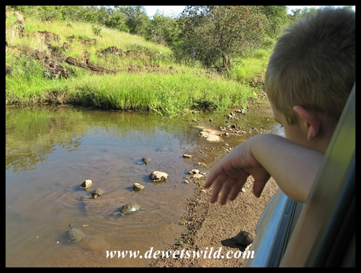 Bold, begging crocodile and terrapins near Olifants