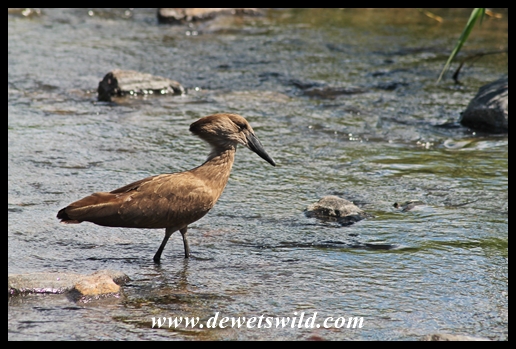 Hamerkop