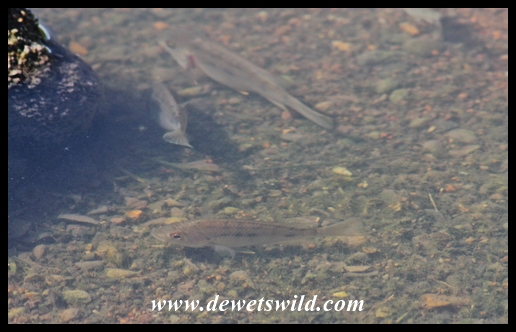 Tilapia in a small stream