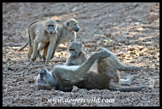 Baboon beauty treatment