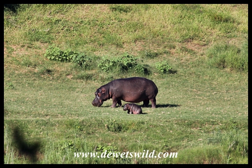 Chubby hippo calf and mom