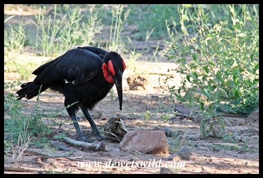 Ground hornbill and tortoise feast