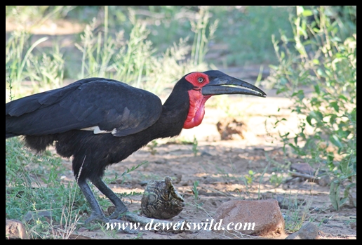 Ground hornbill and tortoise feast