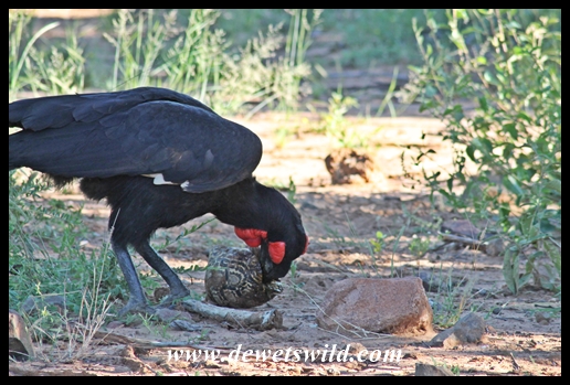 Ground hornbill and tortoise feast