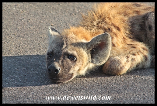 Lazy hyena cub