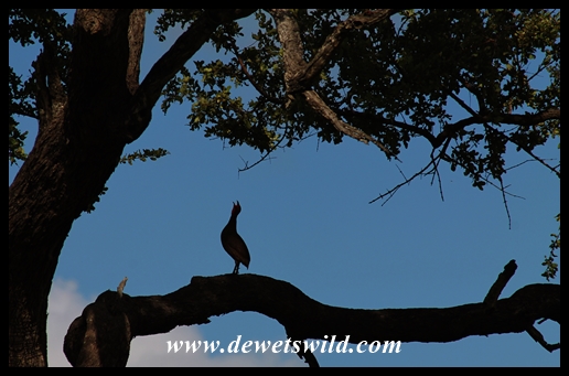 Francolin bidding us goodbye near Orpen