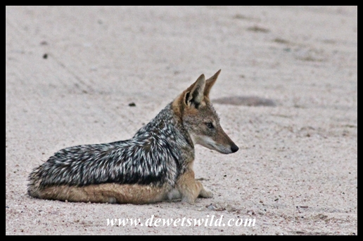Black-backed jackal at the turnoff to Tamboti
