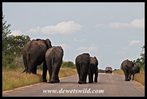 Neatly arranged elephants