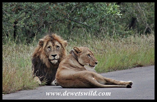 Honeymooners on the road