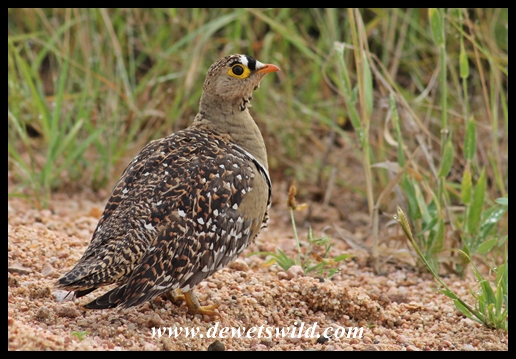 Sandgrouse