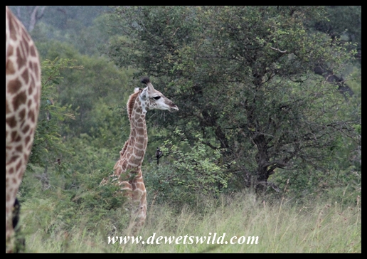 Giraffes near Nhlanguleni