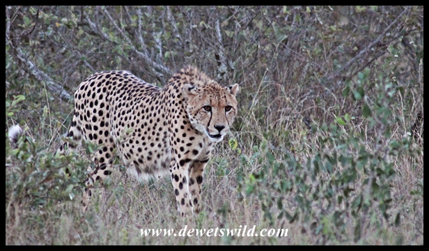 Orpen cheetah sighting