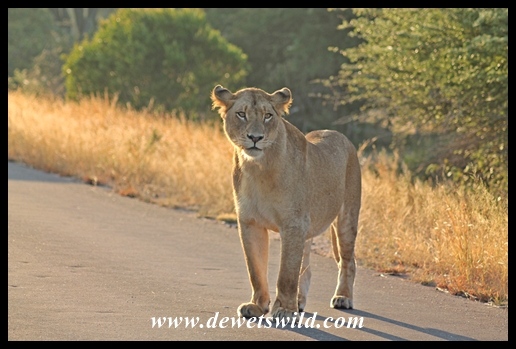 Lions between Orpen and Satara