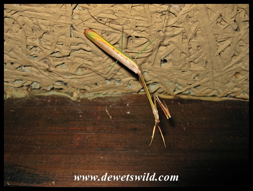 Cone-headed Mantid waiting for us to return to Wielewaal cottage