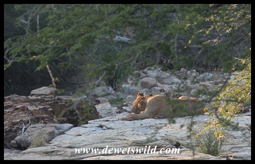 Lions between Orpen and Satara