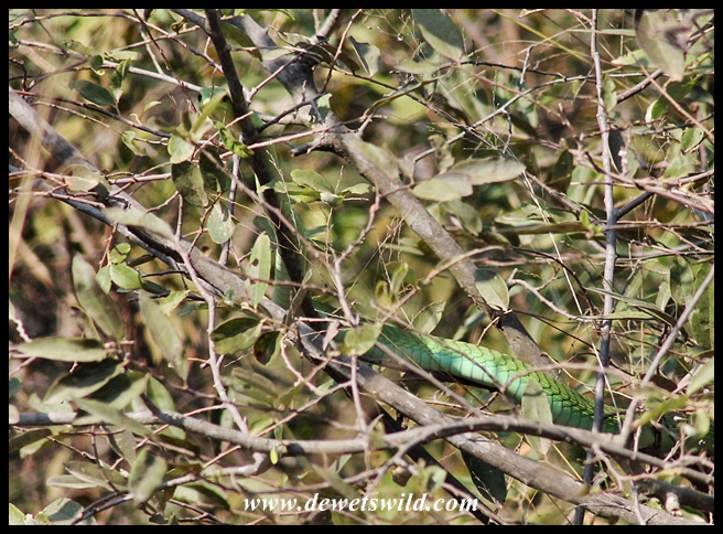 Can you spot the snake?