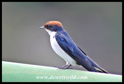Wire-tailed swallow