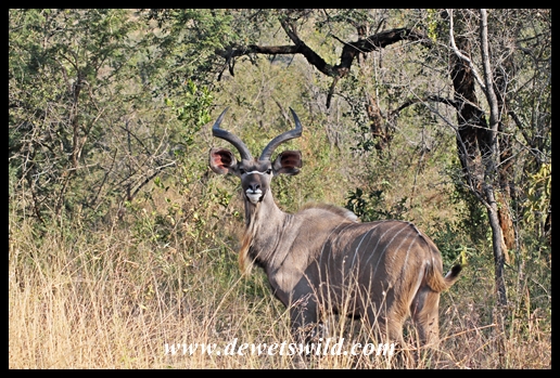 Kudu teenager