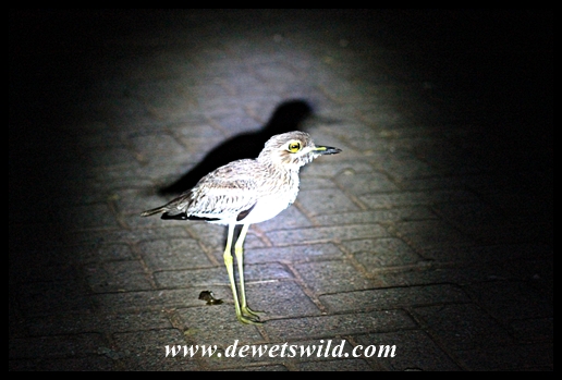 Thick-knee (Dikkop) in camp