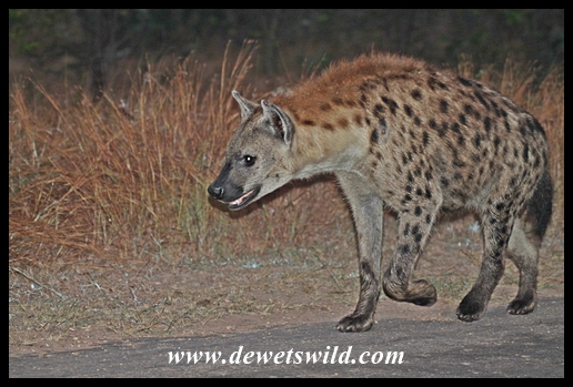 Spotted hyena on the way to Malelane Gate