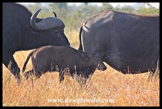 Buffalo near Satara