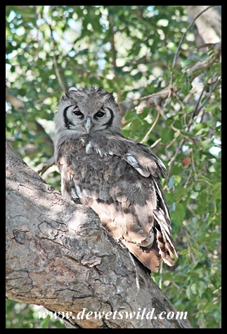 Giant Eagle Owl near Satara