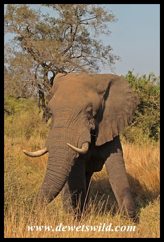 Elephant near Tshokwane