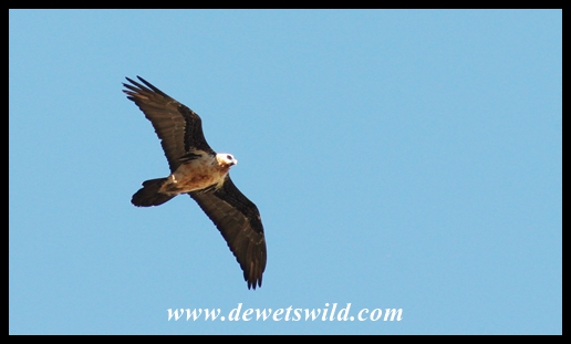 Bearded vulture in flight