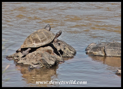 Terrapins in the Olifants River