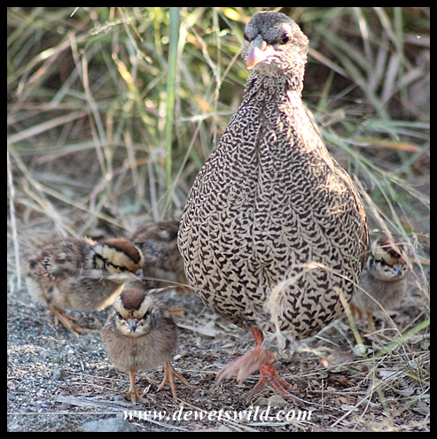 Natal spurfowl and chicks