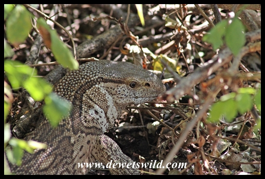 Rock monitor in camp
