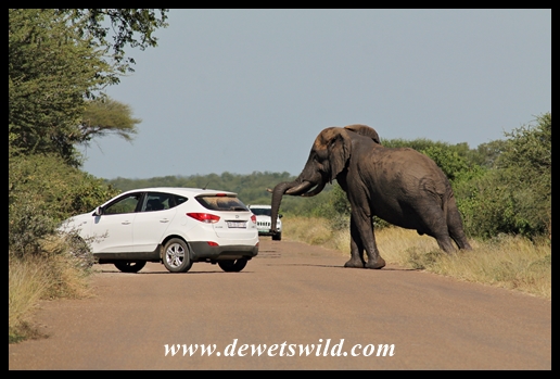Elephant having a good stretch!