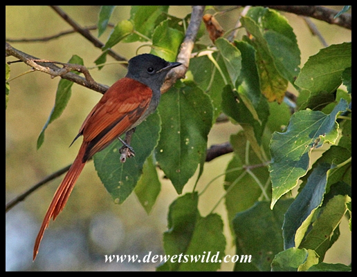 Paradise flycatcher
